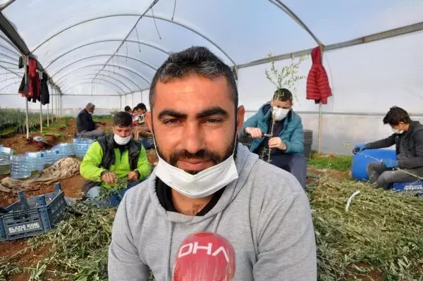 5 bin zeytin fidanı ile üretime başladı, 200 bine ulaştı 5 bin zeytin fidanı ile üretime başladı, 200 bine ulaştı