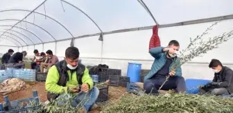 5 bin zeytin fidanı ile üretime başladı, 200 bine ulaştı