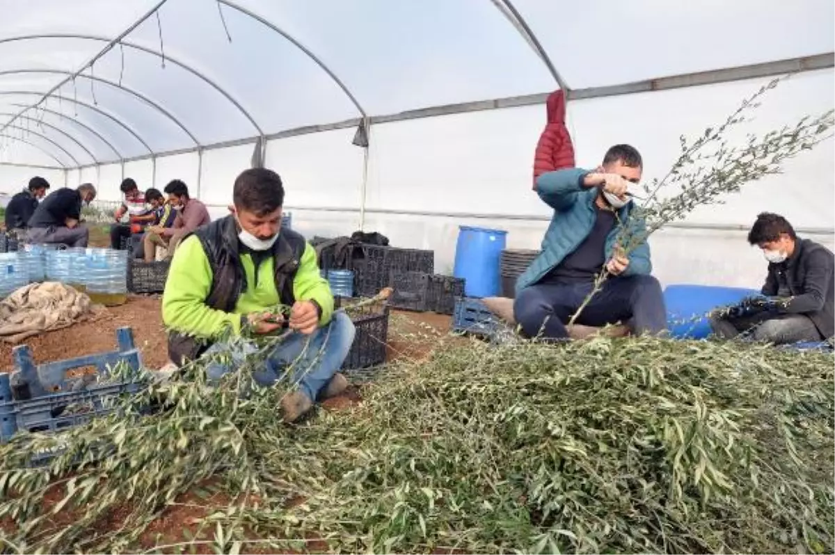 5 bin zeytin fidanı ile üretime başladı, 200 bine ulaştı