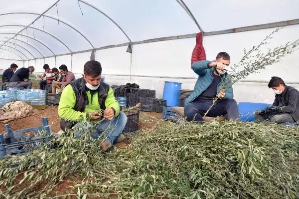 5 bin zeytin fidanı ile üretime başladı, 200 bine ulaştı 5 bin zeytin fidanı ile üretime başladı, 200 bine ulaştı