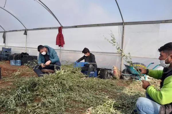 5 bin zeytin fidanı ile üretime başladı, 200 bine ulaştı 5 bin zeytin fidanı ile üretime başladı, 200 bine ulaştı