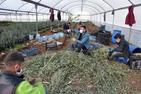 5 bin zeytin fidanı ile üretime başladı, 200 bine ulaştı 5 bin zeytin fidanı ile üretime başladı, 200 bine ulaştı