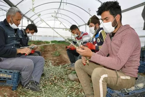 5 bin zeytin fidanı ile üretime başladı, 200 bine ulaştı 5 bin zeytin fidanı ile üretime başladı, 200 bine ulaştı