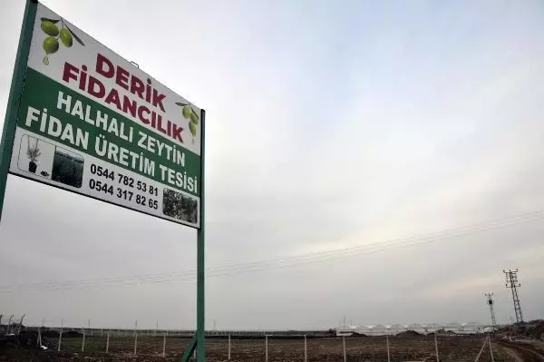 5 bin zeytin fidanı ile üretime başladı, 200 bine ulaştı 5 bin zeytin fidanı ile üretime başladı, 200 bine ulaştı
