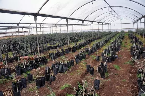 5 bin zeytin fidanı ile üretime başladı, 200 bine ulaştı 5 bin zeytin fidanı ile üretime başladı, 200 bine ulaştı