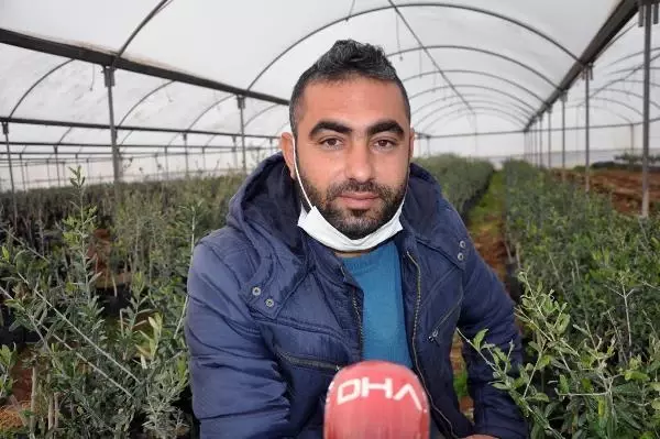 5 bin zeytin fidanı ile üretime başladı, 200 bine ulaştı 5 bin zeytin fidanı ile üretime başladı, 200 bine ulaştı