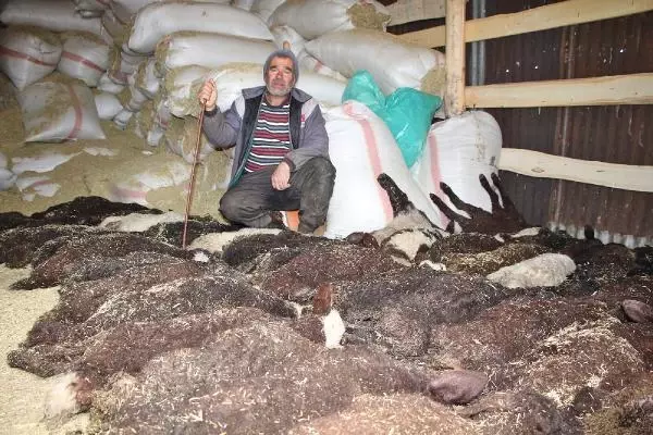 Veterinerin hatası nedeniyle 100 kuzudan 95'i bir gecede telef oldu Veterinerin hatası nedeniyle 100 kuzudan 95'i bir gecede telef oldu