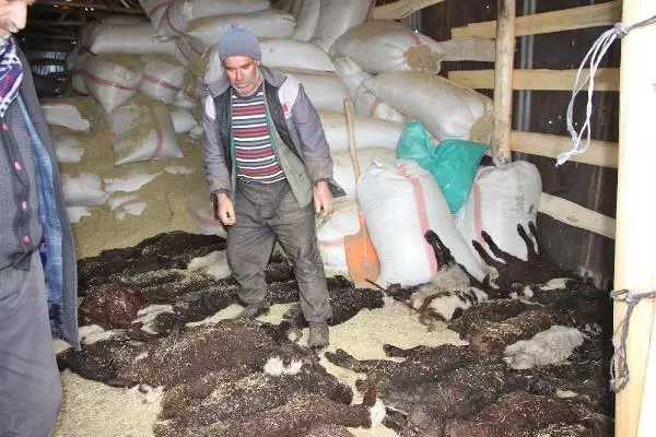 95 kuzusu öldü, 'Yanlış şurup verildi' dedi 95 kuzusu öldü, 'Yanlış şurup verildi' dedi
