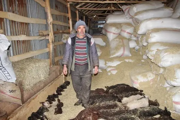 95 kuzusu öldü, 'Yanlış şurup verildi' dedi 95 kuzusu öldü, 'Yanlış şurup verildi' dedi