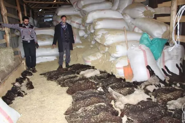 95 kuzusu öldü, 'Yanlış şurup verildi' dedi 95 kuzusu öldü, 'Yanlış şurup verildi' dedi