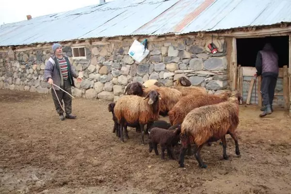 95 kuzusu öldü, 'Yanlış şurup verildi' dedi 95 kuzusu öldü, 'Yanlış şurup verildi' dedi