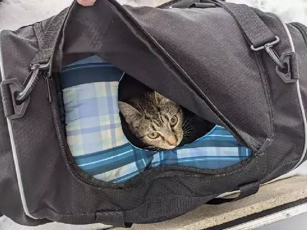 ABD'de kilise önüne bırakılan şüpheli çantadan 7 kedi çıktı ABD'de kilise önüne bırakılan şüpheli çantadan 7 kedi çıktı