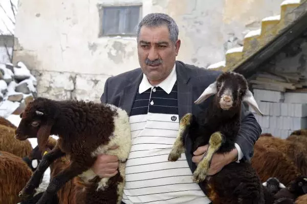 Ağrı'da, '5 yılda 750 bin koyun projesi' meyvelerini vermeye başladı Ağrı'da, '5 yılda 750 bin koyun projesi' meyvelerini vermeye başladı