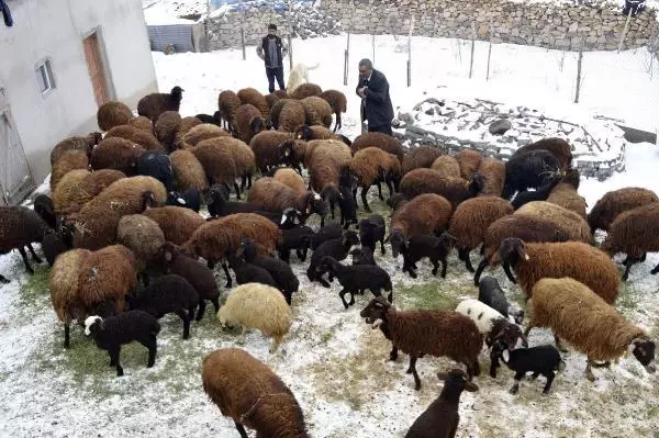 Ağrı'da, '5 yılda 750 bin koyun projesi' meyvelerini vermeye başladı Ağrı'da, '5 yılda 750 bin koyun projesi' meyvelerini vermeye başladı