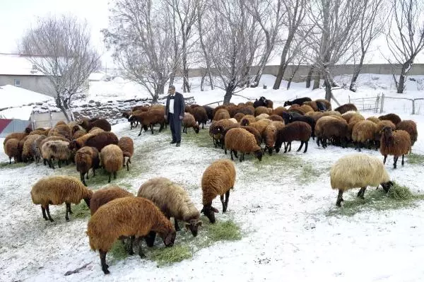 Ağrı'da, '5 yılda 750 bin koyun projesi' meyvelerini vermeye başladı Ağrı'da, '5 yılda 750 bin koyun projesi' meyvelerini vermeye başladı