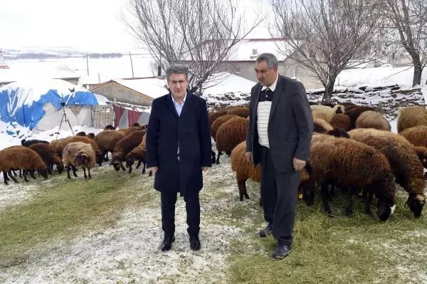 Ağrı'da, '5 yılda 750 bin koyun projesi' meyvelerini vermeye başladı Ağrı'da, '5 yılda 750 bin koyun projesi' meyvelerini vermeye başladı