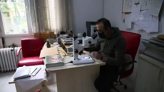 Amanos Dağları'nda yeni sümbül türü keşfedildi Amanos Dağları'nda yeni sümbül türü keşfedildi