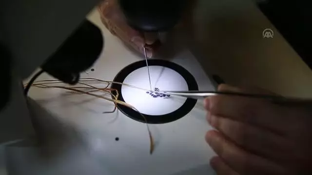 Amanos Dağları'nda yeni sümbül türü keşfedildi Amanos Dağları'nda yeni sümbül türü keşfedildi