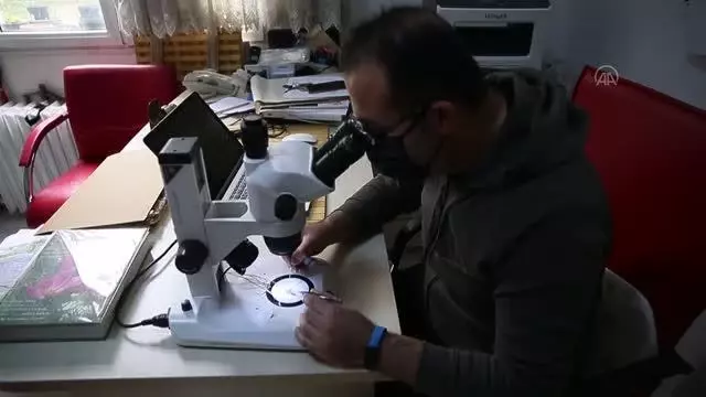 Amanos Dağları'nda yeni sümbül türü keşfedildi Amanos Dağları'nda yeni sümbül türü keşfedildi