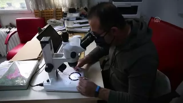 Amanos Dağları'nda yeni sümbül türü keşfedildi Amanos Dağları'nda yeni sümbül türü keşfedildi