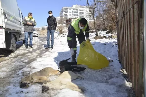 Son dakika haber! Ankara'da 3 yavru köpek ölü bulundu Son dakika haber! Ankara'da 3 yavru köpek ölü bulundu