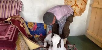 Annesinin emzirmediği buzağıyı evde biberonla besliyorlar