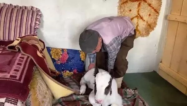 Annesinin emzirmediği buzağıyı evde biberonla besliyorlar Annesinin emzirmediği buzağıyı evde biberonla besliyorlar