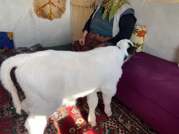 Annesinin emzirmediği buzağıyı evde biberonla besliyorlar Annesinin emzirmediği buzağıyı evde biberonla besliyorlar