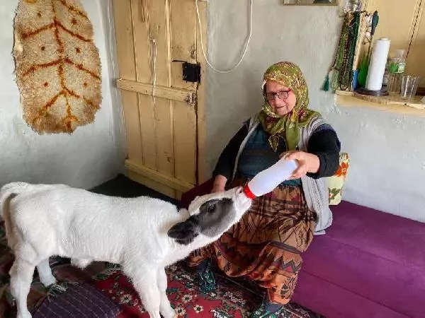 Annesinin emzirmediği buzağıyı evde biberonla besliyorlar Annesinin emzirmediği buzağıyı evde biberonla besliyorlar