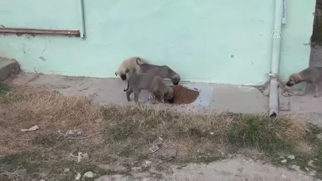 Beypazarı'nda sokak hayvanlarına yem bırakıldı Beypazarı'nda sokak hayvanlarına yem bırakıldı
