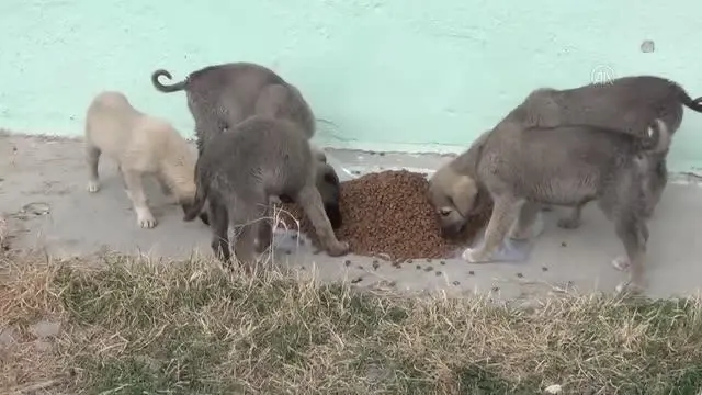 Beypazarı'nda sokak hayvanlarına yem bırakıldı Beypazarı'nda sokak hayvanlarına yem bırakıldı