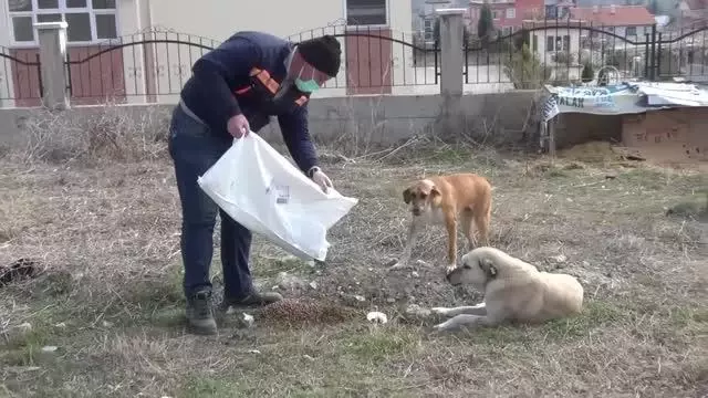Beypazarı'nda sokak hayvanlarına yem bırakıldı Beypazarı'nda sokak hayvanlarına yem bırakıldı