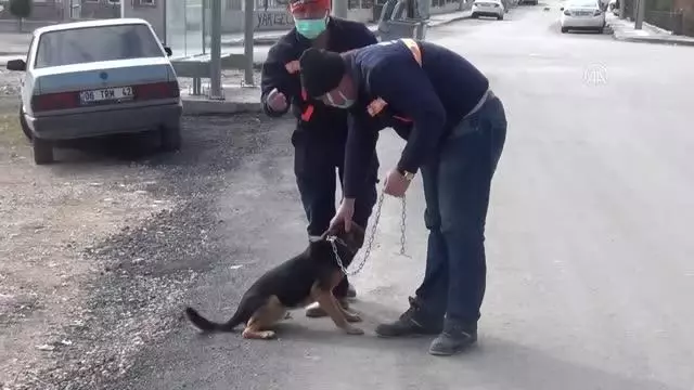Beypazarı'nda sokak hayvanlarına yem bırakıldı Beypazarı'nda sokak hayvanlarına yem bırakıldı