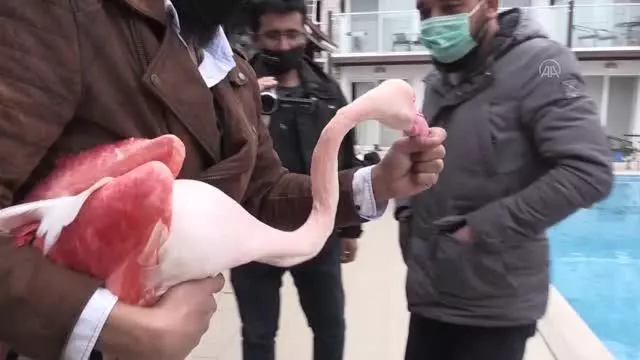 Bodrum'da otelin bahçesine düşen yaralı flamingoya işletmenin yetkilileri sahip çıktı Bodrum'da otelin bahçesine düşen yaralı flamingoya işletmenin yetkilileri sahip çıktı