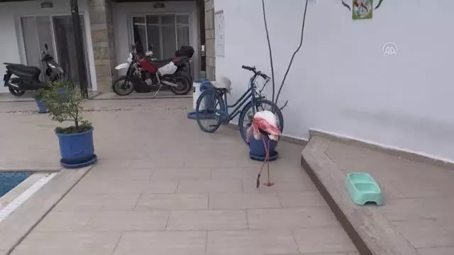 Bodrum'da otelin bahçesine düşen yaralı flamingoya işletmenin yetkilileri sahip çıktı Bodrum'da otelin bahçesine düşen yaralı flamingoya işletmenin yetkilileri sahip çıktı