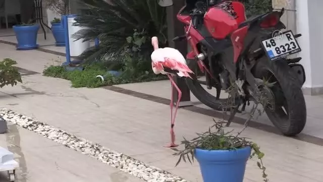 Bodrum'da otelin bahçesine düşen yaralı flamingoya işletmenin yetkilileri sahip çıktı Bodrum'da otelin bahçesine düşen yaralı flamingoya işletmenin yetkilileri sahip çıktı
