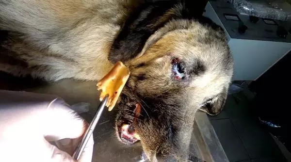 Boğazına kemik batan sokak köpeği tedavi edildi Boğazına kemik batan sokak köpeği tedavi edildi