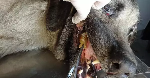 Boğazına kemik batan sokak köpeği tedavi edildi Boğazına kemik batan sokak köpeği tedavi edildi