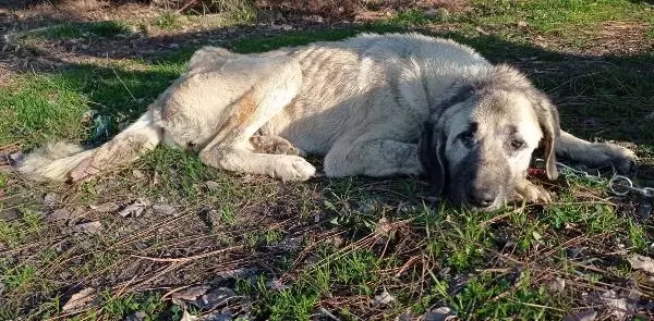 Boğazına kemik batan sokak köpeği tedavi edildi Boğazına kemik batan sokak köpeği tedavi edildi