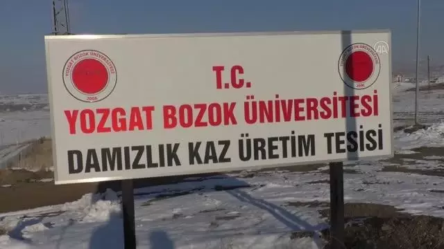 Bozok Üniversitesindeki tesiste yetiştirilen kazların tüyleri Almanya ve Macaristan'a satılıyor Bozok Üniversitesindeki tesiste yetiştirilen kazların tüyleri Almanya ve Macaristan'a satılıyor