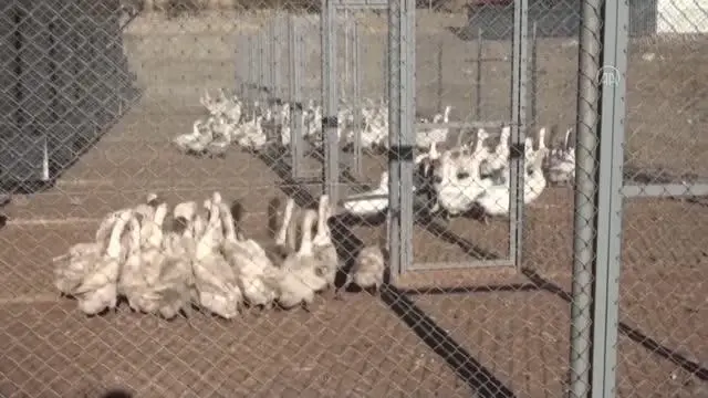 Bozok Üniversitesindeki tesiste yetiştirilen kazların tüyleri Almanya ve Macaristan'a satılıyor Bozok Üniversitesindeki tesiste yetiştirilen kazların tüyleri Almanya ve Macaristan'a satılıyor
