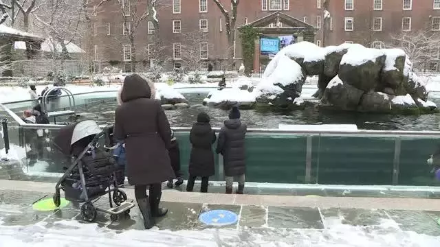 Central Park Hayvanat Bahçesi kar yağışı sonrası beyaza büründü Central Park Hayvanat Bahçesi kar yağışı sonrası beyaza büründü