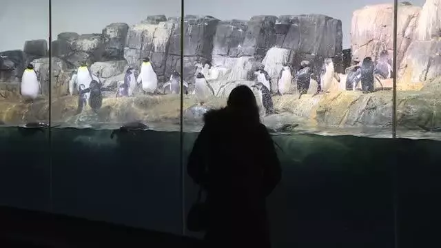 Central Park Hayvanat Bahçesi kar yağışı sonrası beyaza büründü Central Park Hayvanat Bahçesi kar yağışı sonrası beyaza büründü