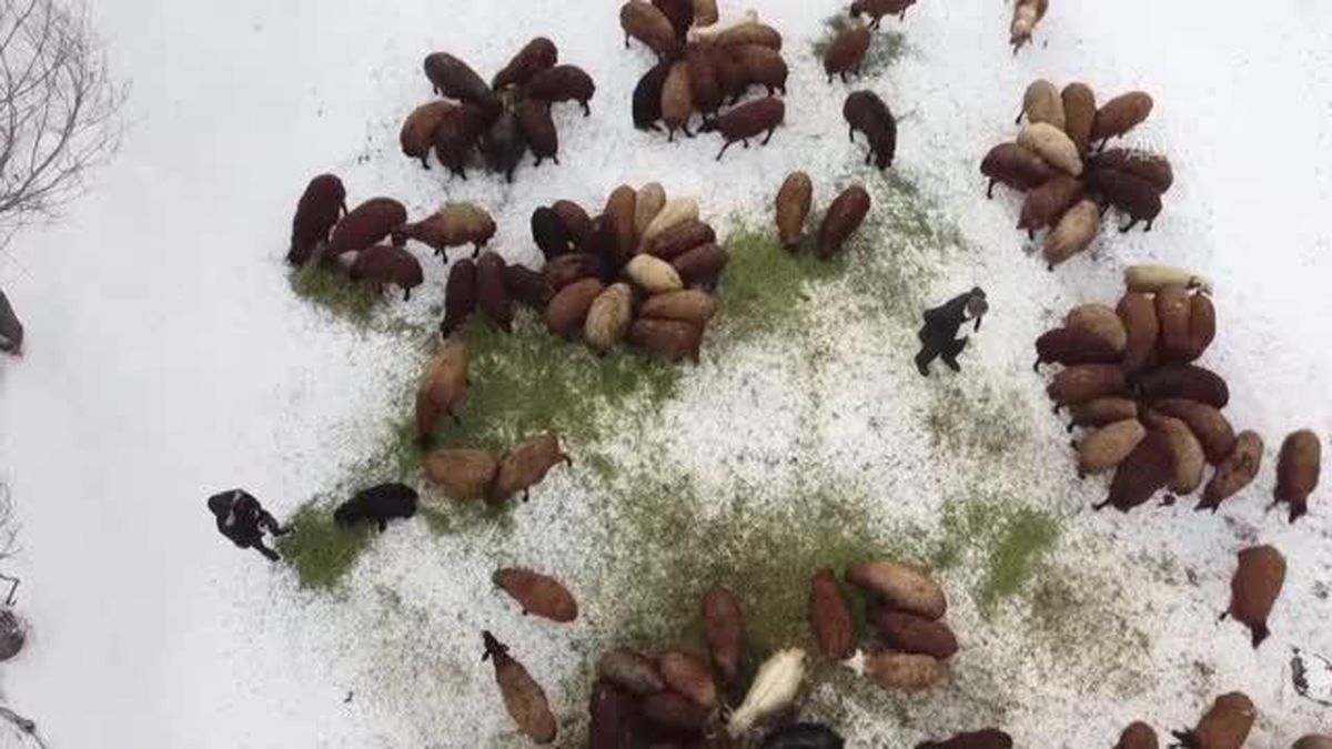 Devlet desteğiyle koyun sahibi olan besicilerin 'kuzu' sevinci