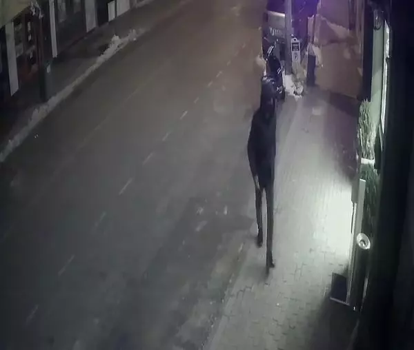 Fırındaki sadaka kutusunu çalan şüpheli, kameralara yakalandı Fırındaki sadaka kutusunu çalan şüpheli, kameralara yakalandı