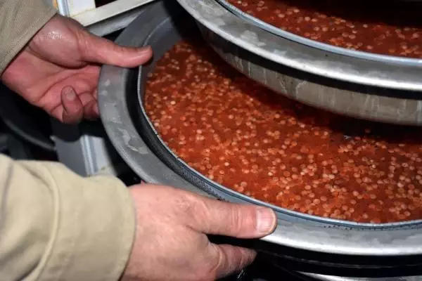'Fotoperiyot' ile somon yumurtası üretimini ikiye katladı 'Fotoperiyot' ile somon yumurtası üretimini ikiye katladı