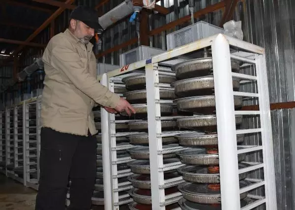 'Fotoperiyot' ile somon yumurtası üretimini ikiye katladı 'Fotoperiyot' ile somon yumurtası üretimini ikiye katladı