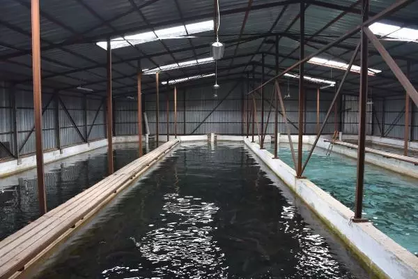 'Fotoperiyot' ile somon yumurtası üretimini ikiye katladı 'Fotoperiyot' ile somon yumurtası üretimini ikiye katladı