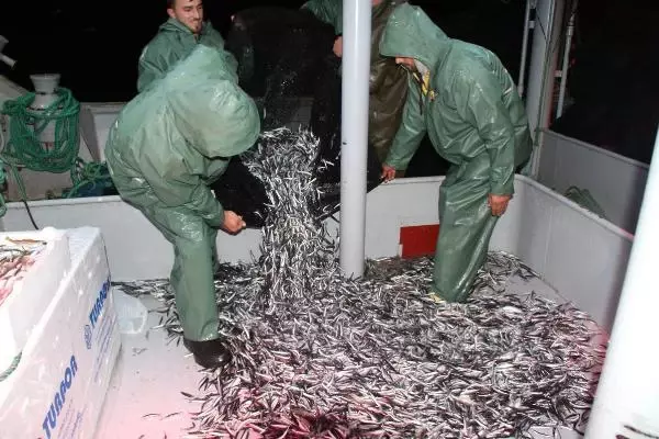 Hamsinin fiyatı, denizden tezgaha gelene kadar 3'e katlanıyor Hamsinin fiyatı, denizden tezgaha gelene kadar 3'e katlanıyor