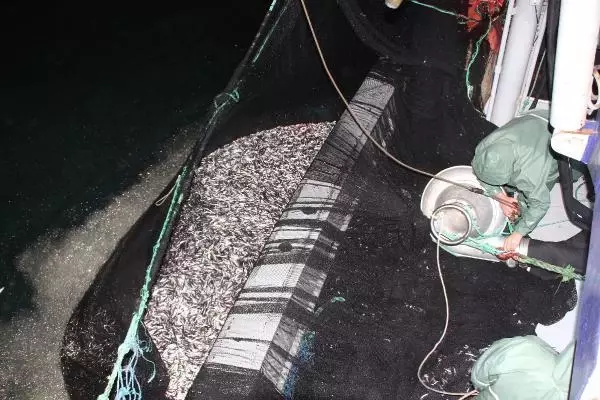 Hamsinin fiyatı, denizden tezgaha gelene kadar 3'e katlanıyor Hamsinin fiyatı, denizden tezgaha gelene kadar 3'e katlanıyor